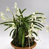 neofinetia falcata Kishu Ryokufu 紀州緑風  